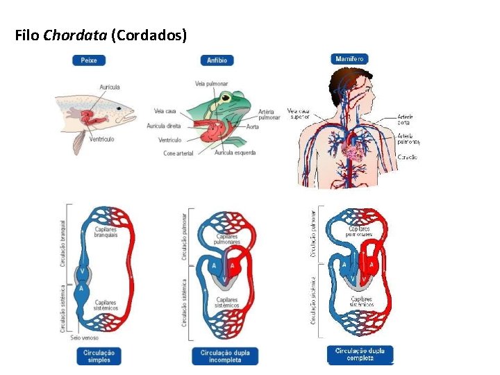 Filo Chordata (Cordados) 