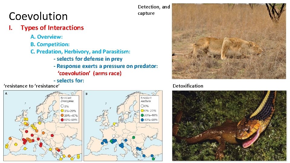 Coevolution I. Detection, and capture Types of Interactions A. Overview: B. Competition: C. Predation,