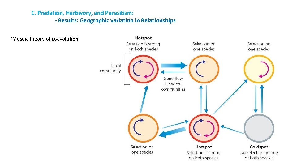 C. Predation, Herbivory, and Parasitism: - Results: Geographic variation in Relationships ‘Mosaic theory of