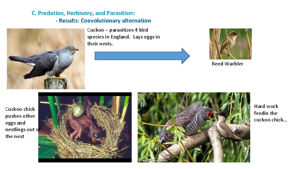 C. Predation, Herbivory, and Parasitism: - Results: Coevolutionary alternation Cuckoo – parasitizes 4 bird
