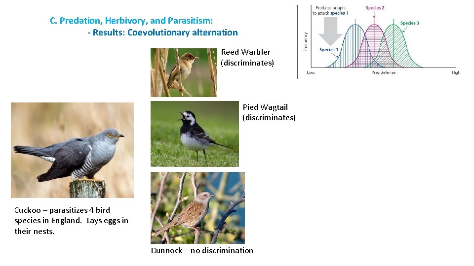 C. Predation, Herbivory, and Parasitism: - Results: Coevolutionary alternation Reed Warbler (discriminates) Pied Wagtail