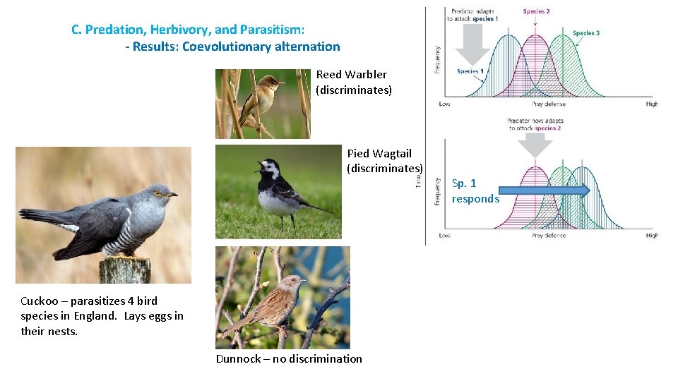 C. Predation, Herbivory, and Parasitism: - Results: Coevolutionary alternation Reed Warbler (discriminates) Pied Wagtail