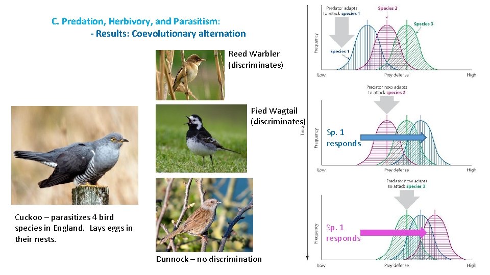 C. Predation, Herbivory, and Parasitism: - Results: Coevolutionary alternation Reed Warbler (discriminates) Pied Wagtail