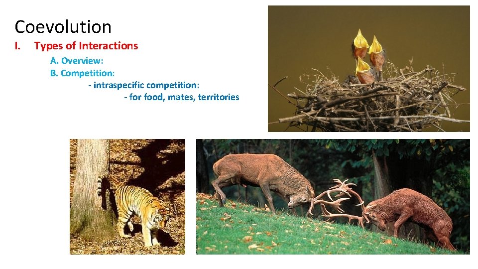 Coevolution I. Types of Interactions A. Overview: B. Competition: - intraspecific competition: - for