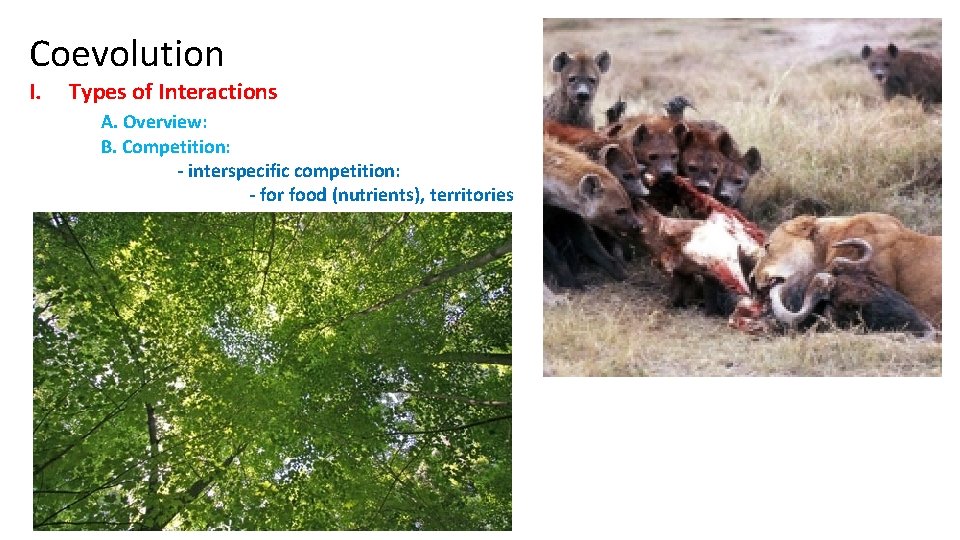 Coevolution I. Types of Interactions A. Overview: B. Competition: - interspecific competition: - for