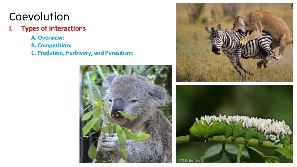 Coevolution I. Types of Interactions A. Overview: B. Competition: C. Predation, Herbivory, and Parasitism: