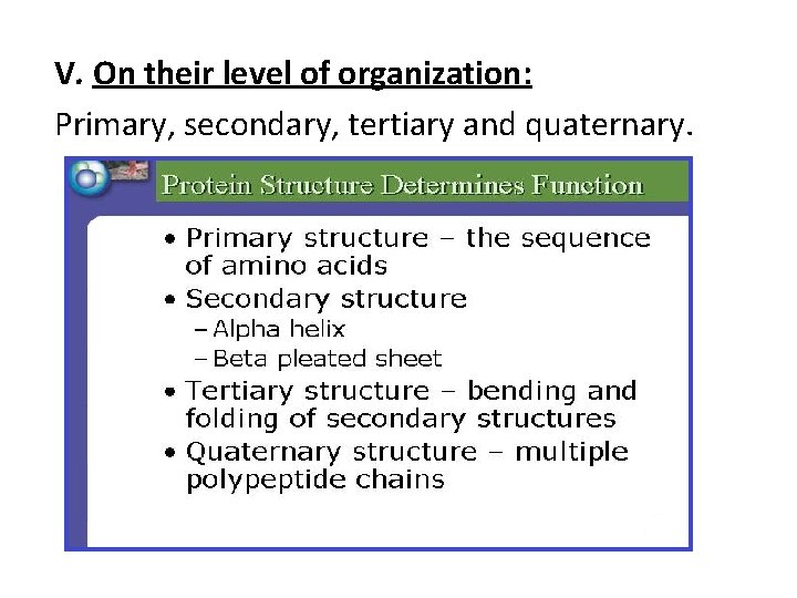 V. On their level of organization: Primary, secondary, tertiary and quaternary. 