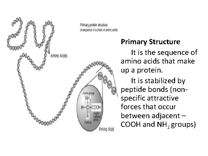  • Primary Structure It is the sequence of amino acids that make up