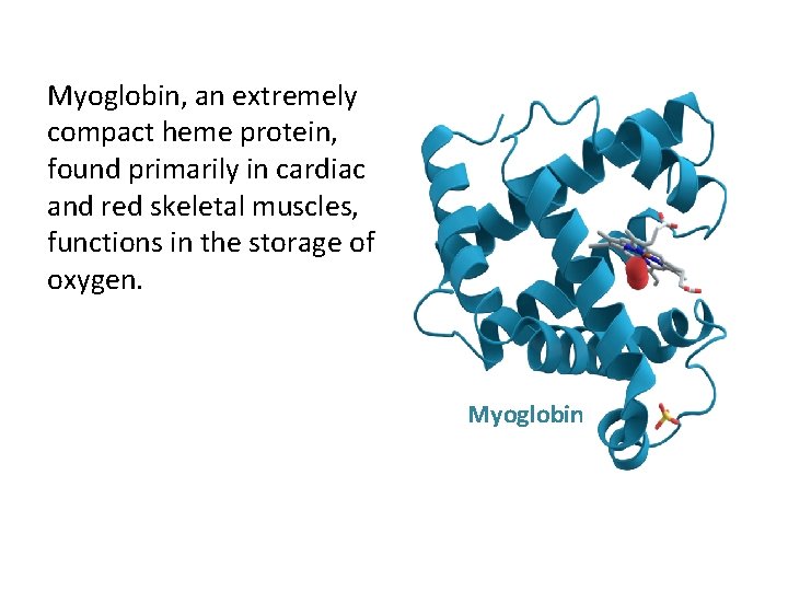 Myoglobin, an extremely compact heme protein, found primarily in cardiac and red skeletal muscles,