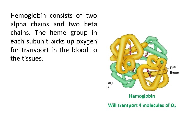 Hemoglobin consists of two alpha chains and two beta chains. The heme group in