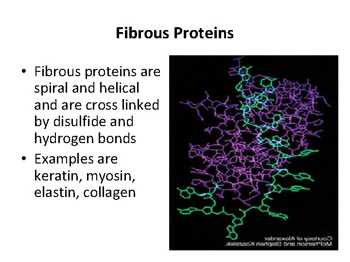 Fibrous Proteins • Fibrous proteins are spiral and helical and are cross linked by