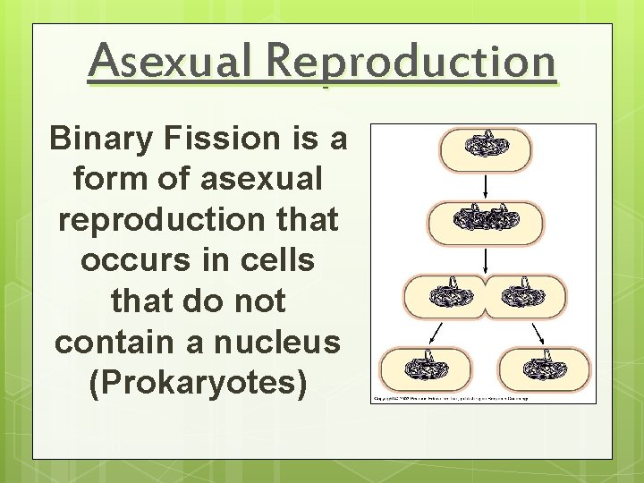 Asexual Reproduction Binary Fission is a form of asexual reproduction that occurs in cells