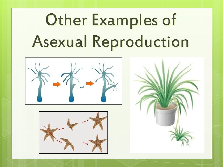 Other Examples of Asexual Reproduction 