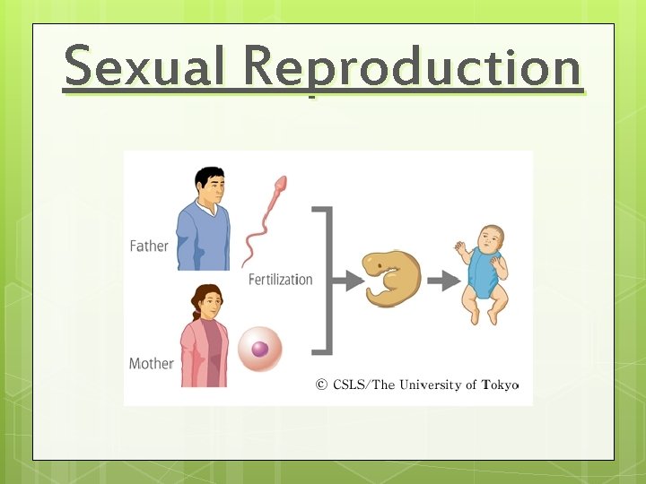 Sexual Reproduction 