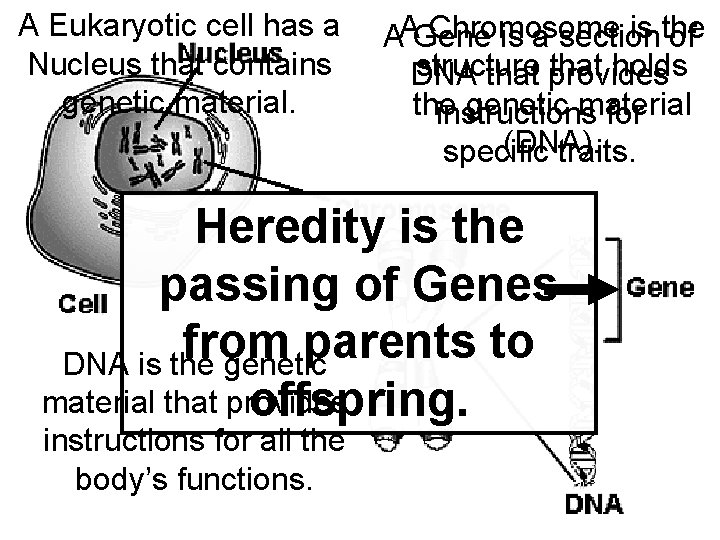 A Eukaryotic cell has a Nucleus that contains genetic material. Chromosome is the AAGene