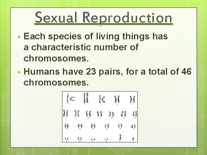 Sexual Reproduction § § Each species of living things has a characteristic number of