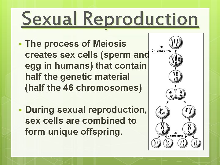 Sexual Reproduction § The process of Meiosis creates sex cells (sperm and egg in