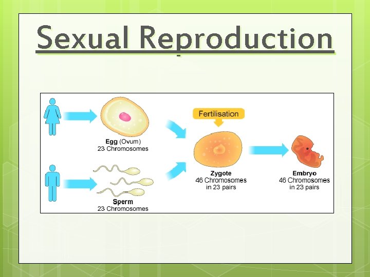 Sexual Reproduction 