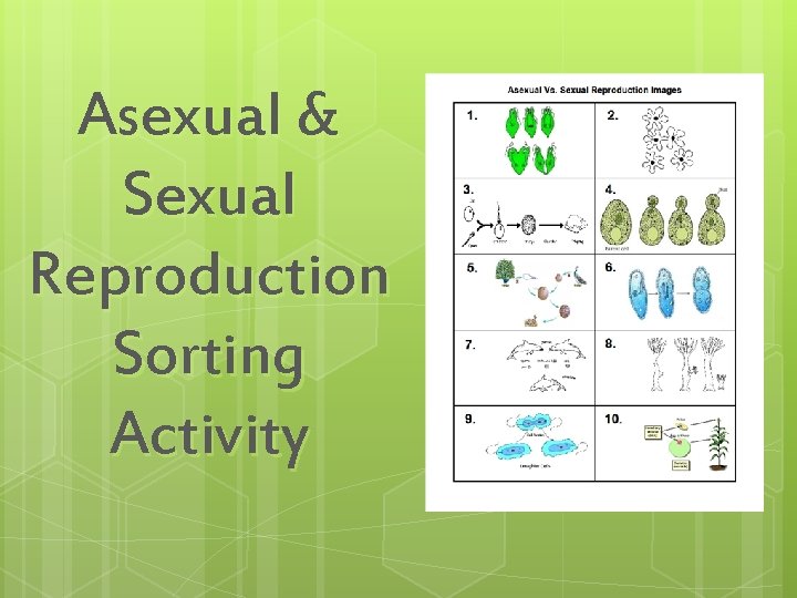 Asexual & Sexual Reproduction Sorting Activity 