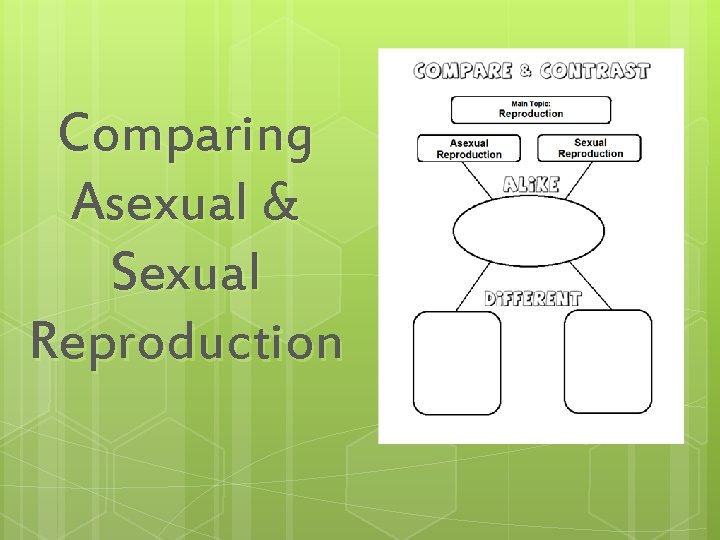 Comparing Asexual & Sexual Reproduction 