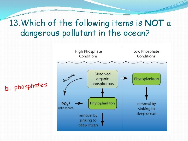 13. Which of the following items is NOT a dangerous pollutant in the ocean? 13. Which of the following items is NOT a dangerous pollutant in the ocean?