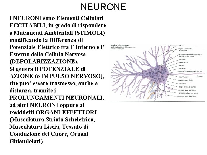 NEURONE I NEURONI sono Elementi Cellulari ECCITABILI, in grado di rispondere a Mutamenti Ambientali