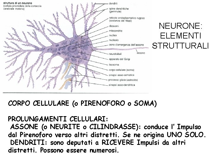 NEURONE: ELEMENTI STRUTTURALI CORPO CELLULARE (o PIRENOFORO o SOMA) PROLUNGAMENTI CELLULARI: -ASSONE (o NEURITE