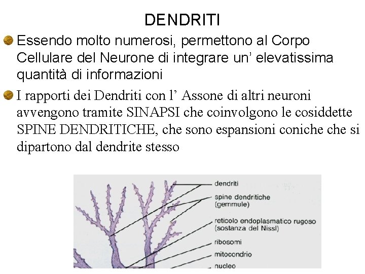 DENDRITI Essendo molto numerosi, permettono al Corpo Cellulare del Neurone di integrare un’ elevatissima