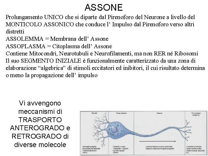 ASSONE Prolungamento UNICO che si diparte dal Pirenoforo del Neurone a livello del MONTICOLO