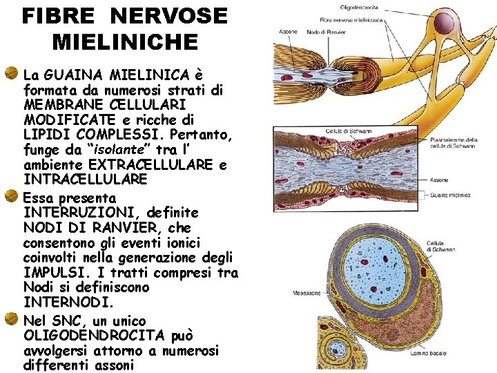 FIBRE NERVOSE MIELINICHE La GUAINA MIELINICA è formata da numerosi strati di MEMBRANE CELLULARI