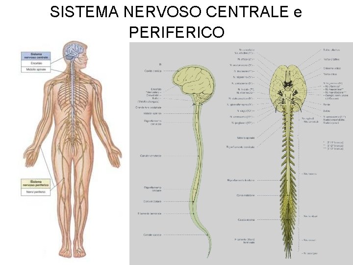 SISTEMA NERVOSO CENTRALE e PERIFERICO 