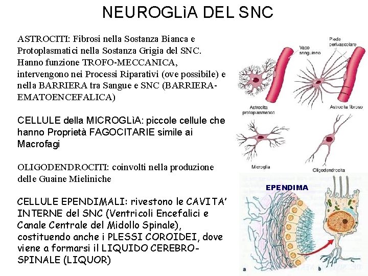 NEUROGLìA DEL SNC ASTROCITI: Fibrosi nella Sostanza Bianca e Protoplasmatici nella Sostanza Grigia del