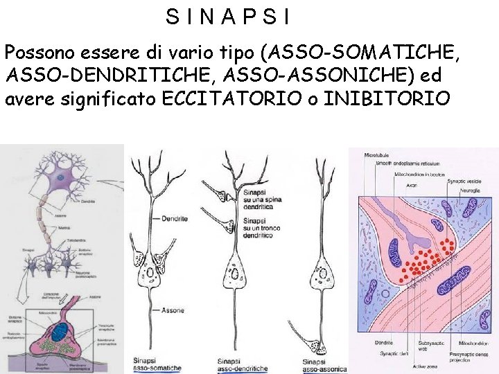 SINAPSI Possono essere di vario tipo (ASSO-SOMATICHE, ASSO-DENDRITICHE, ASSO-ASSONICHE) ed avere significato ECCITATORIO o