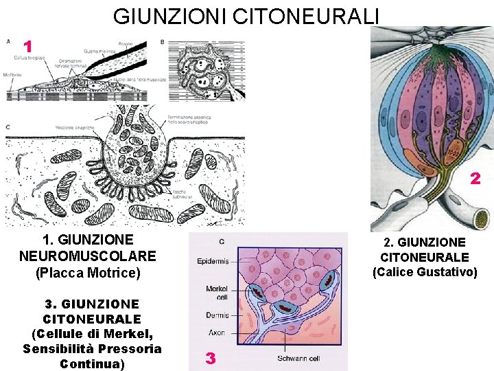 GIUNZIONI CITONEURALI 1 2 1. GIUNZIONE NEUROMUSCOLARE (Placca Motrice) 3. GIUNZIONE CITONEURALE (Cellule di