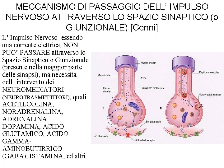 MECCANISMO DI PASSAGGIO DELL’ IMPULSO NERVOSO ATTRAVERSO LO SPAZIO SINAPTICO (o GIUNZIONALE) [Cenni] L’