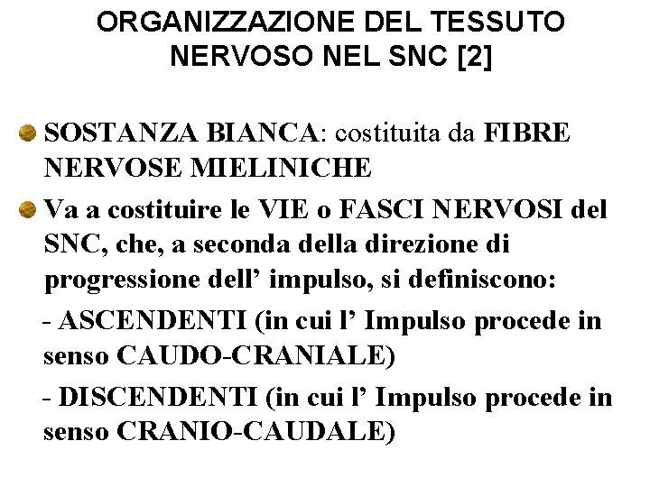 ORGANIZZAZIONE DEL TESSUTO NERVOSO NEL SNC [2] SOSTANZA BIANCA: costituita da FIBRE NERVOSE MIELINICHE
