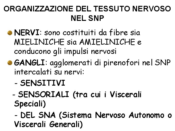 ORGANIZZAZIONE DEL TESSUTO NERVOSO NEL SNP NERVI: sono costituiti da fibre sia MIELINICHE sia ORGANIZZAZIONE DEL TESSUTO NERVOSO NEL SNP NERVI: sono costituiti da fibre sia MIELINICHE sia