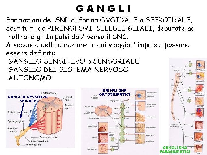 GANGLI Formazioni del SNP di forma OVOIDALE o SFEROIDALE, costituiti da PIRENOFORI CELLULE GLIALI,