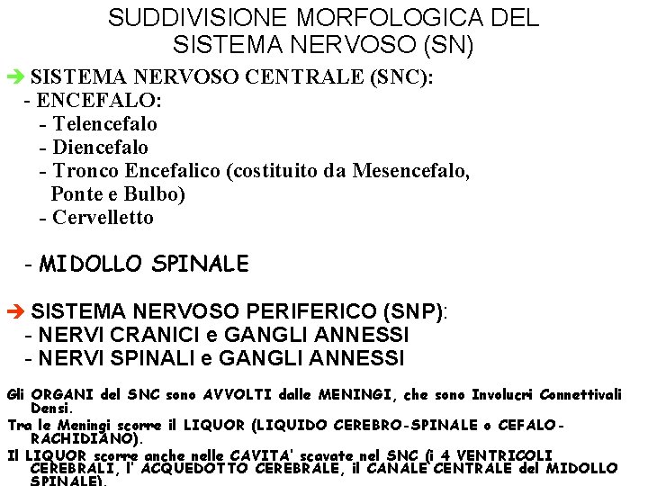 SUDDIVISIONE MORFOLOGICA DEL SISTEMA NERVOSO (SN) SISTEMA NERVOSO CENTRALE (SNC): - ENCEFALO: - Telencefalo