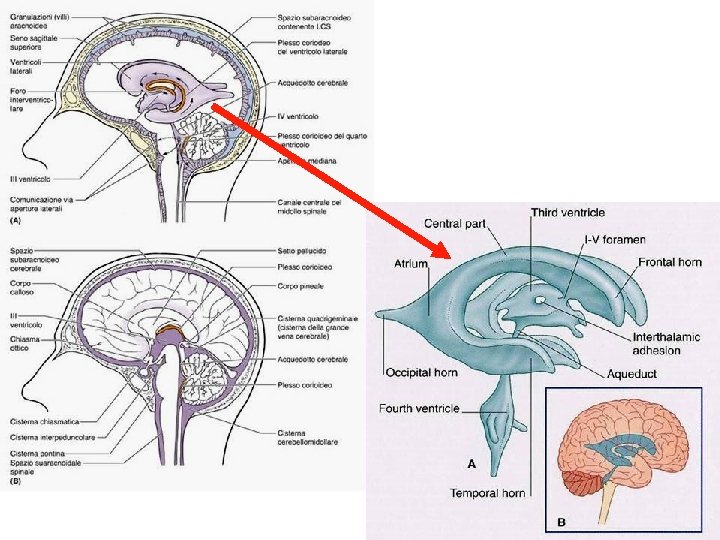 VENTRICOLI ENCEFALICI (CEREBRALI) 