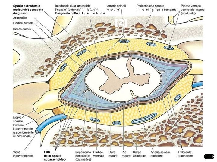 MENINGI SPINALI [2] 