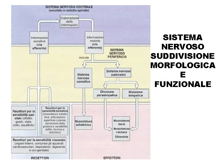 SISTEMA NERVOSO SUDDIVISIONE MORFOLOGICA E FUNZIONALE 