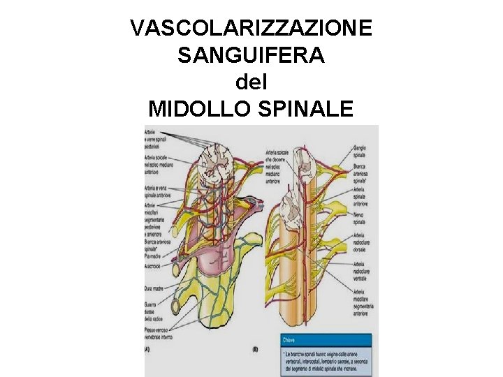 VASCOLARIZZAZIONE SANGUIFERA del MIDOLLO SPINALE 