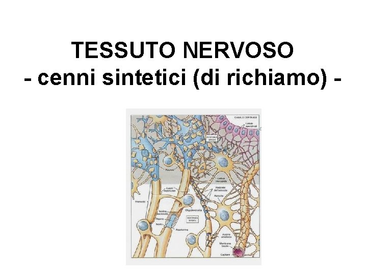 TESSUTO NERVOSO - cenni sintetici (di richiamo) - 