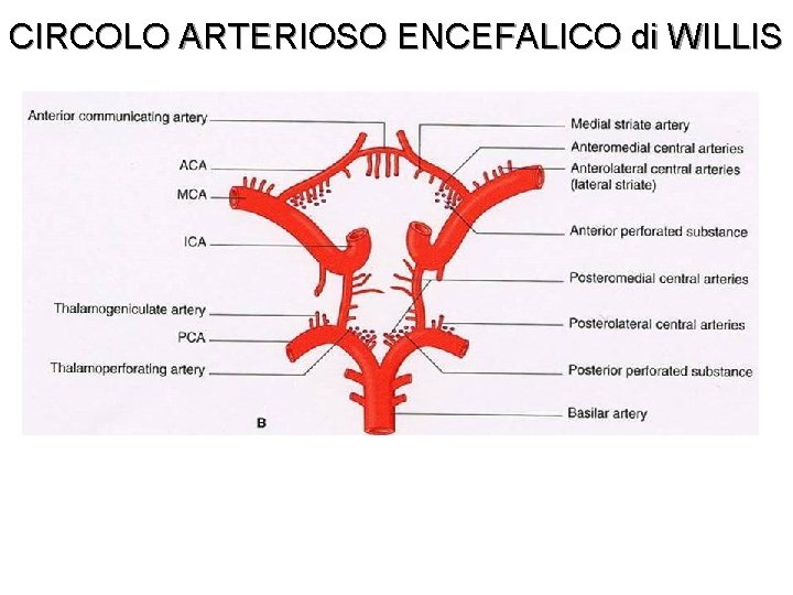 CIRCOLO ARTERIOSO ENCEFALICO di WILLIS -ACA: Arteria Cerebrale Anteriore - ICA: Arteria Carotide Interna