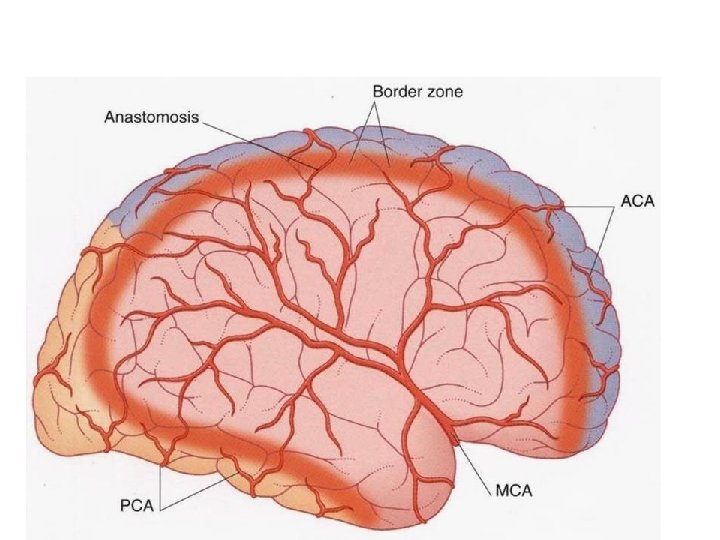 ANASTOMOSI ARTERIOSE CORTICALI DEL TELENCEFALO 