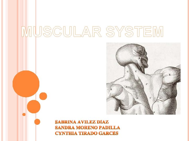 MUSCULAR SYSTEM 