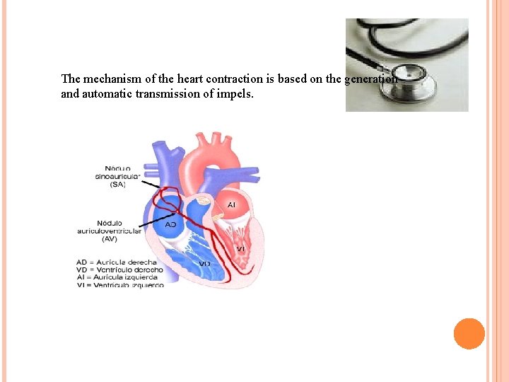 The mechanism of the heart contraction is based on the generation and automatic transmission