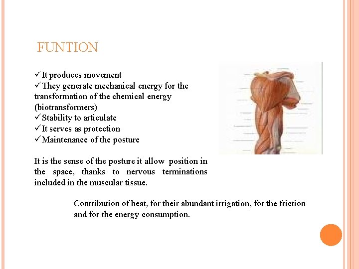 FUNTION üIt produces movement üThey generate mechanical energy for the transformation of the chemical