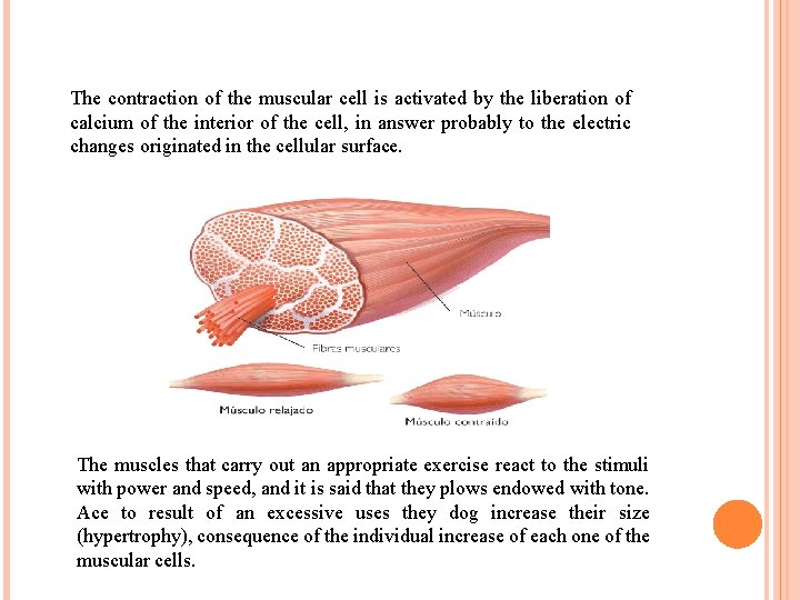 The contraction of the muscular cell is activated by the liberation of calcium of